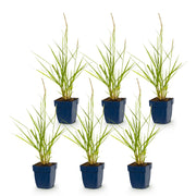 Pennisetum or. Fairy Tales - Lampenpoetsergras - Met Pluim - 6 Planten