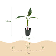 Bananenplant Musa sikkimensis Red Tiger, 40 cm hoog