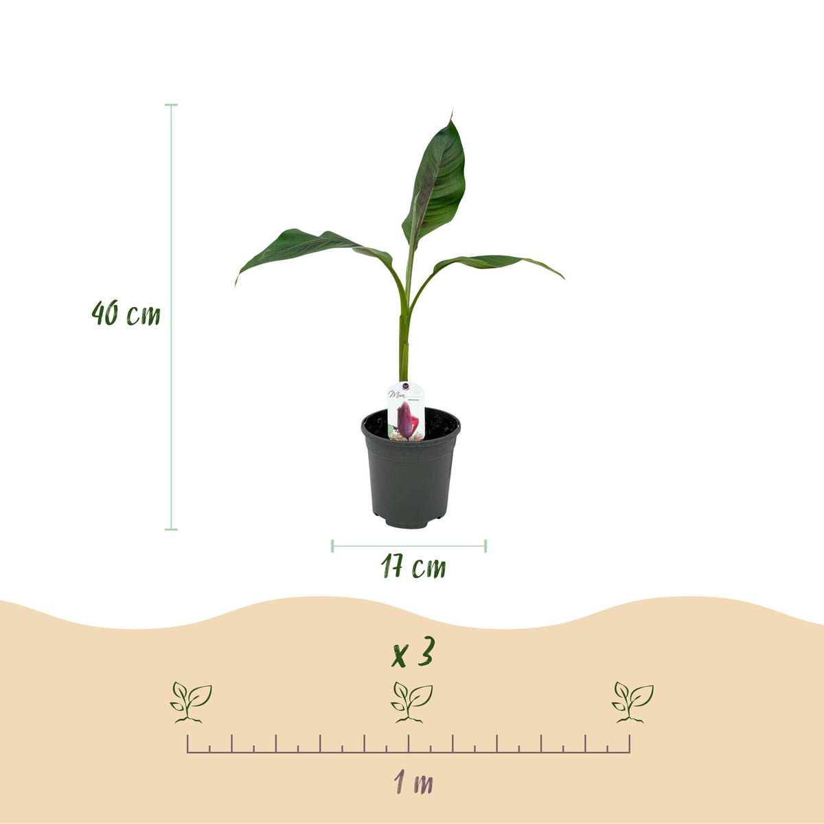 Bananenplant Musa sikkimensis Red Tiger, 40 cm hoog, groene bladeren