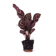 Calathea makoyana, pauwenplant voor terrarium