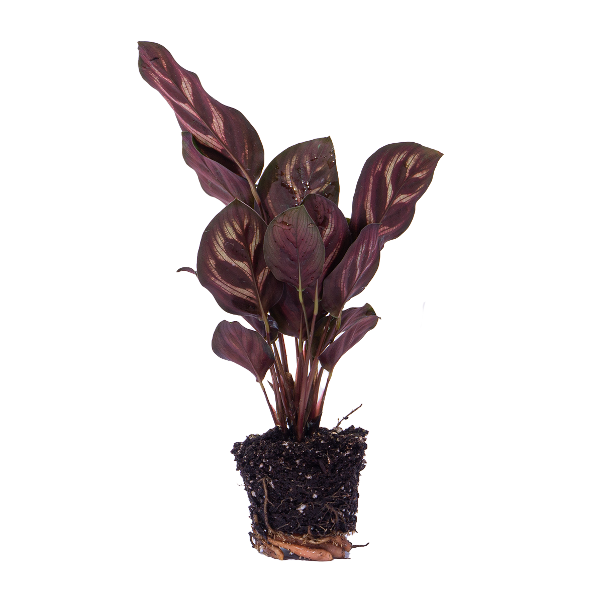 Calathea makoyana, pauwenplant voor terrarium, plant in pot
