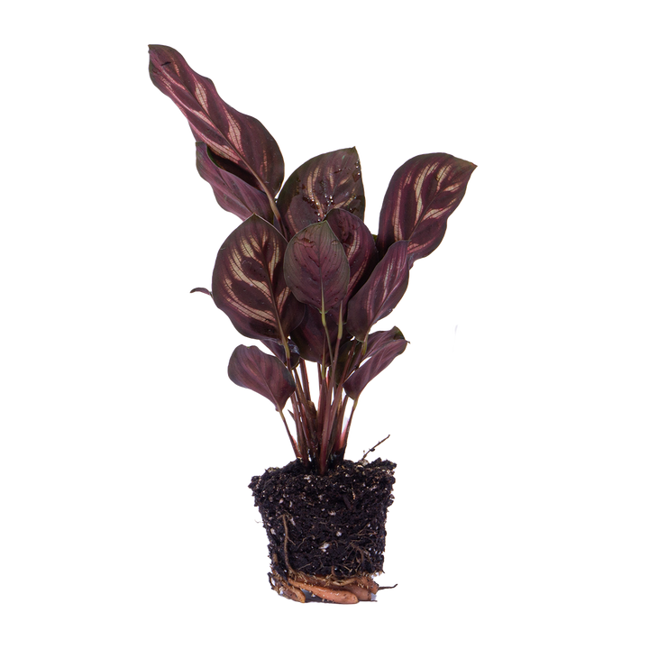 Calathea makoyana, pauwenplant voor terrarium
