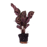 Calathea makoyana, pauwenplant voor terrarium
