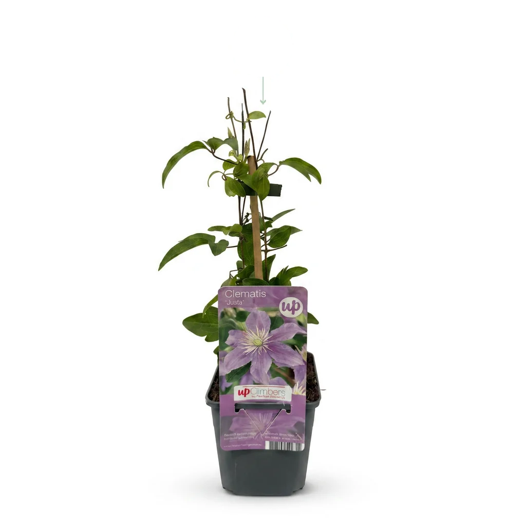 Clematis 'Justa' - lichtblauwe bosrank, detail van het blad