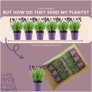 Franse lavendel Anouk, set van 6 planten