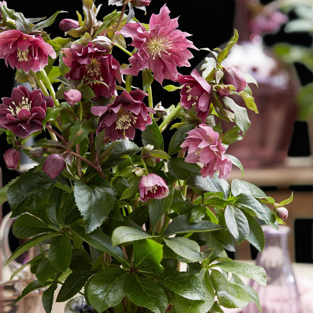 Lenten rose Helleborus orientalis Double Ellen Red, plant in pot