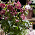 Lenten rose Helleborus orientalis Double Ellen Red, plant in pot