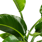 Strelitzia Nicolai met mand, detail van het blad