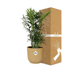 Detailfoto van Chamaedorea Elegans in ELHO Vibes Fold 14cm geel