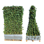 Klimophaag Hedera hibernica kant-en-klaar, B120 x H120 cm, gezonde plant