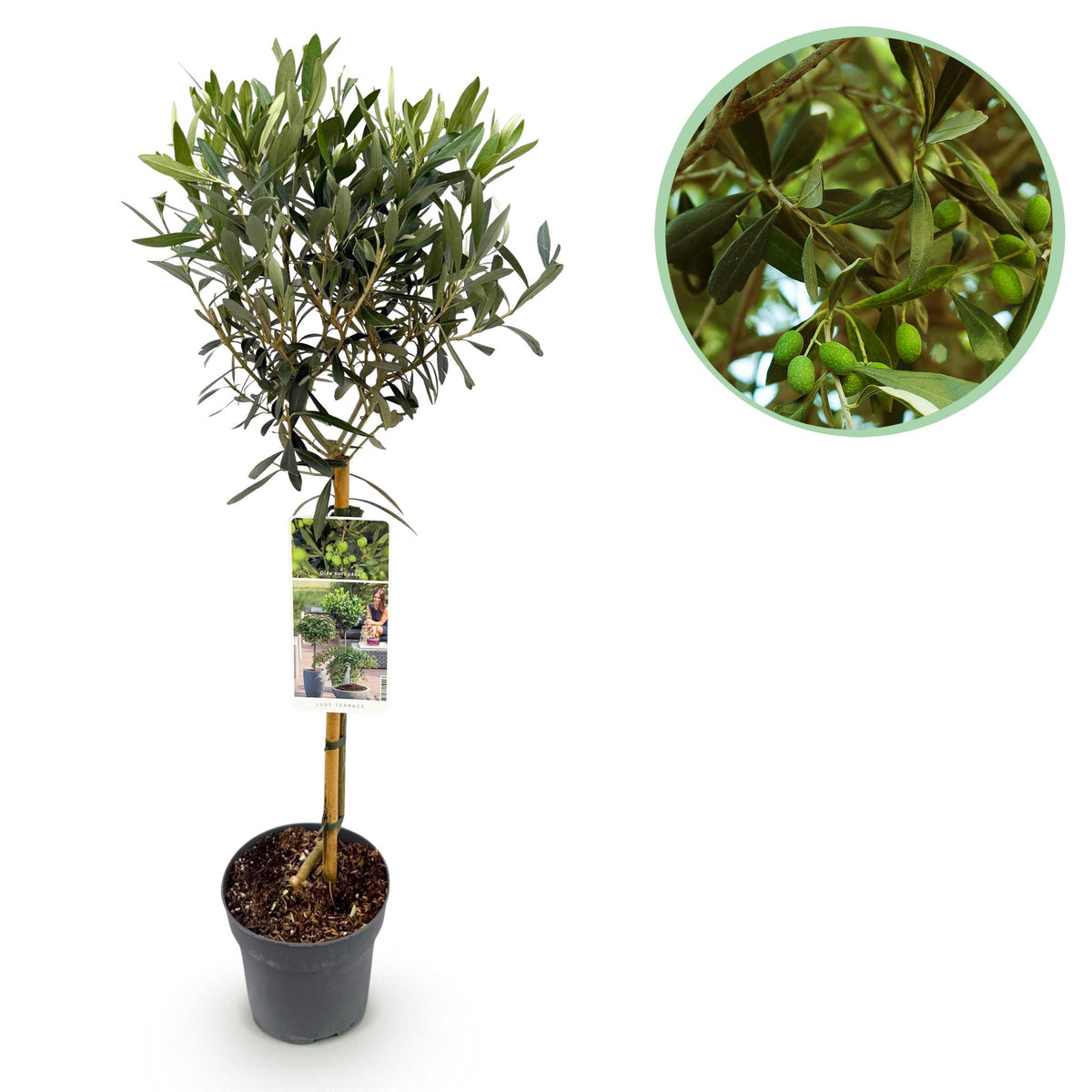Olea Europaea, detail van het blad