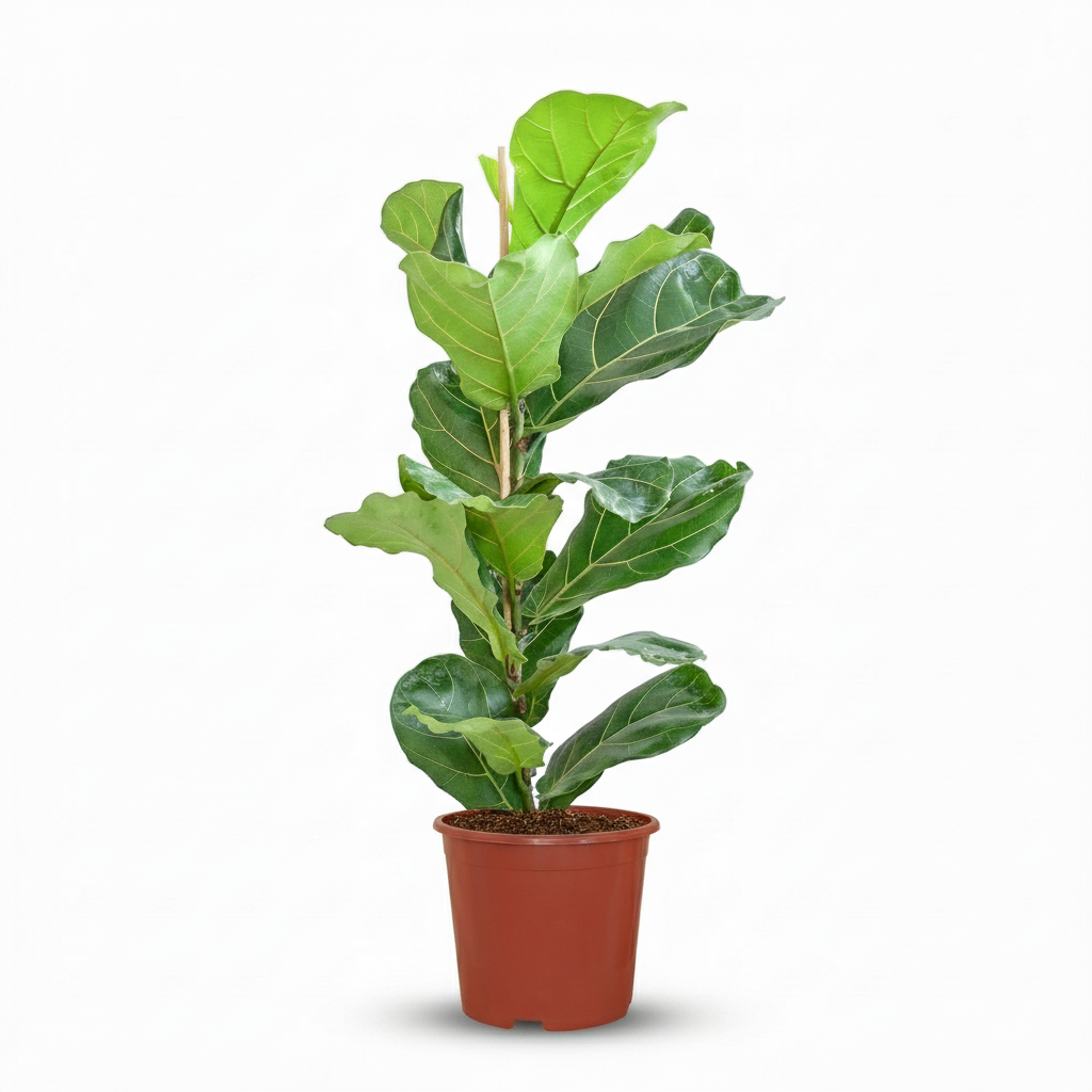Vioolbladplant, detail van het blad