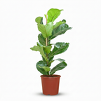 Vioolbladplant, detail van het blad