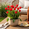 Tulp Triumph Red