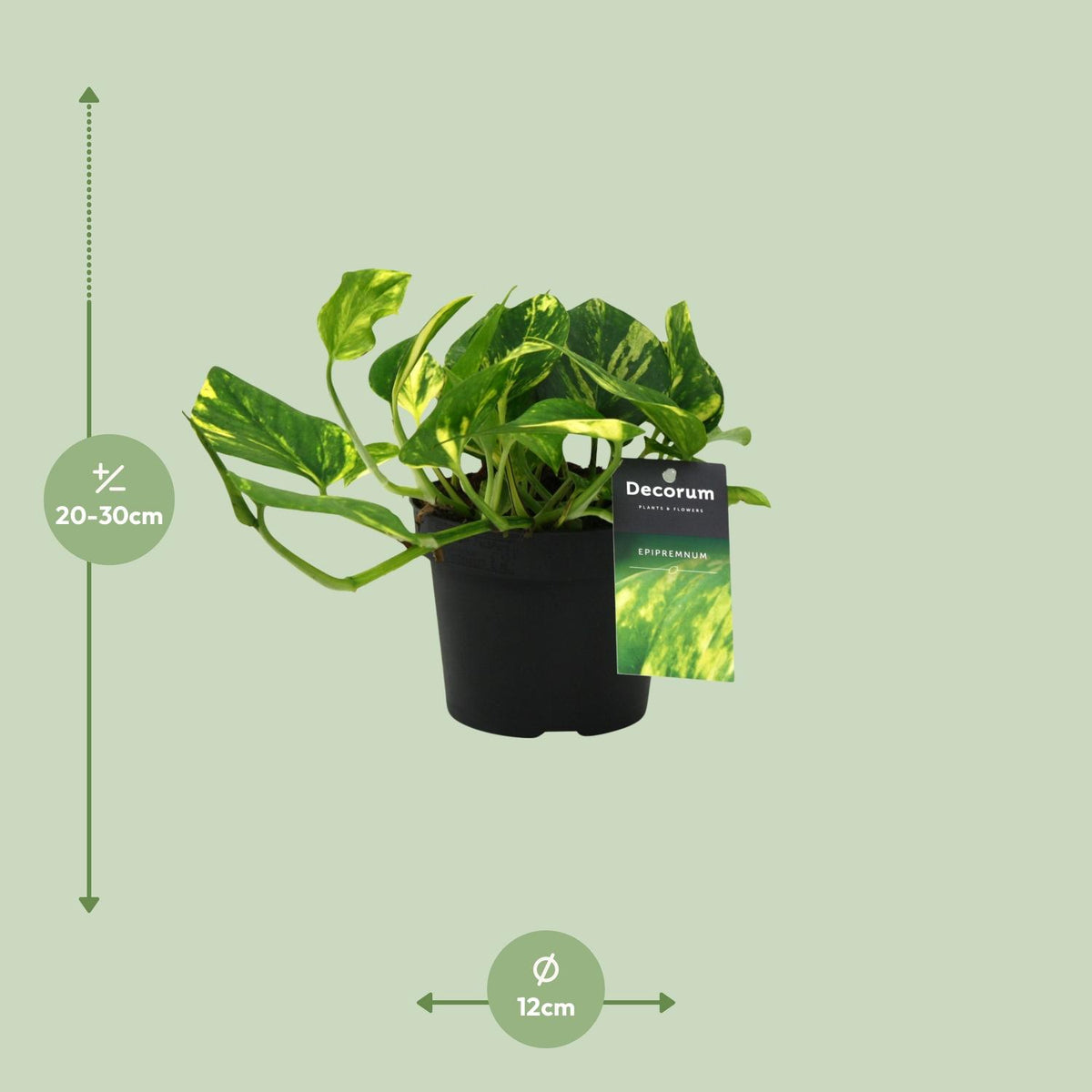 Detailfoto van Scindapsus (Epipremnum) N'joy Gold