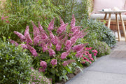 Vlinderstruik Butterfly Candy Little Pink