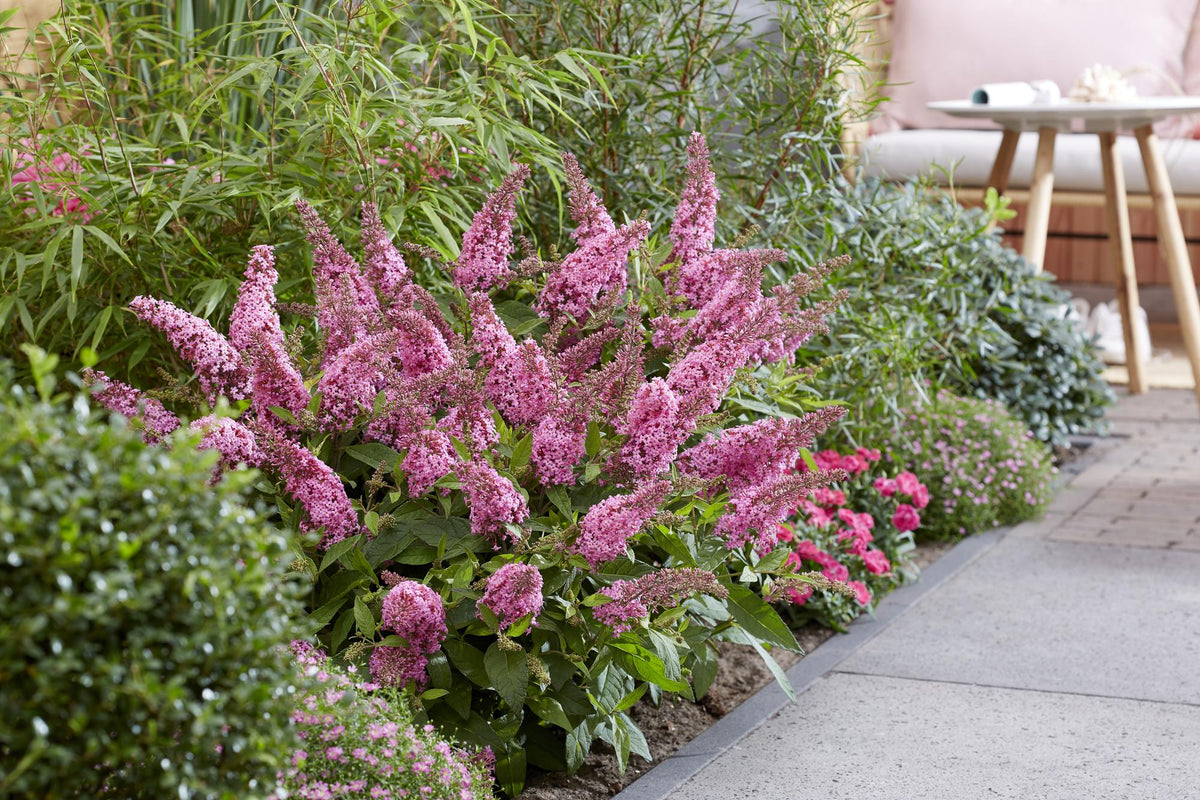 Vlinderstruik Butterfly Candy Little Pink, plant in pot