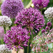 Sierui bloembollen Bulb Garden Allium