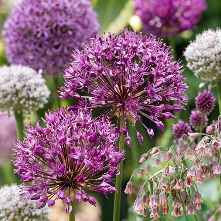 Sierui bloembollen Bulb Garden Allium