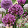 Sierui bloembollen Bulb Garden Allium