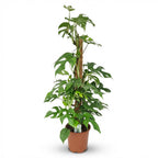 Mini Gatenplant, plant in pot