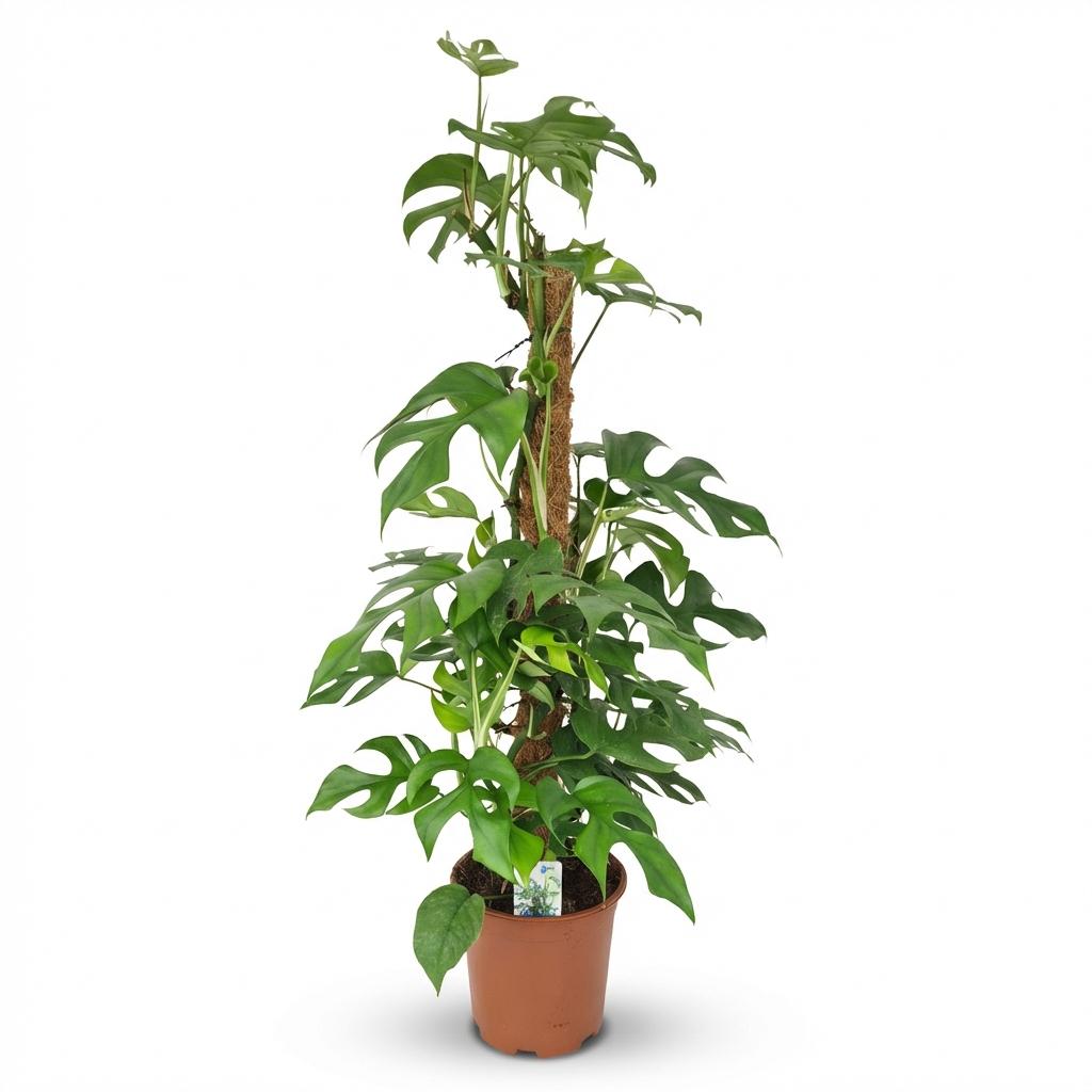 Mini Gatenplant, plant in pot