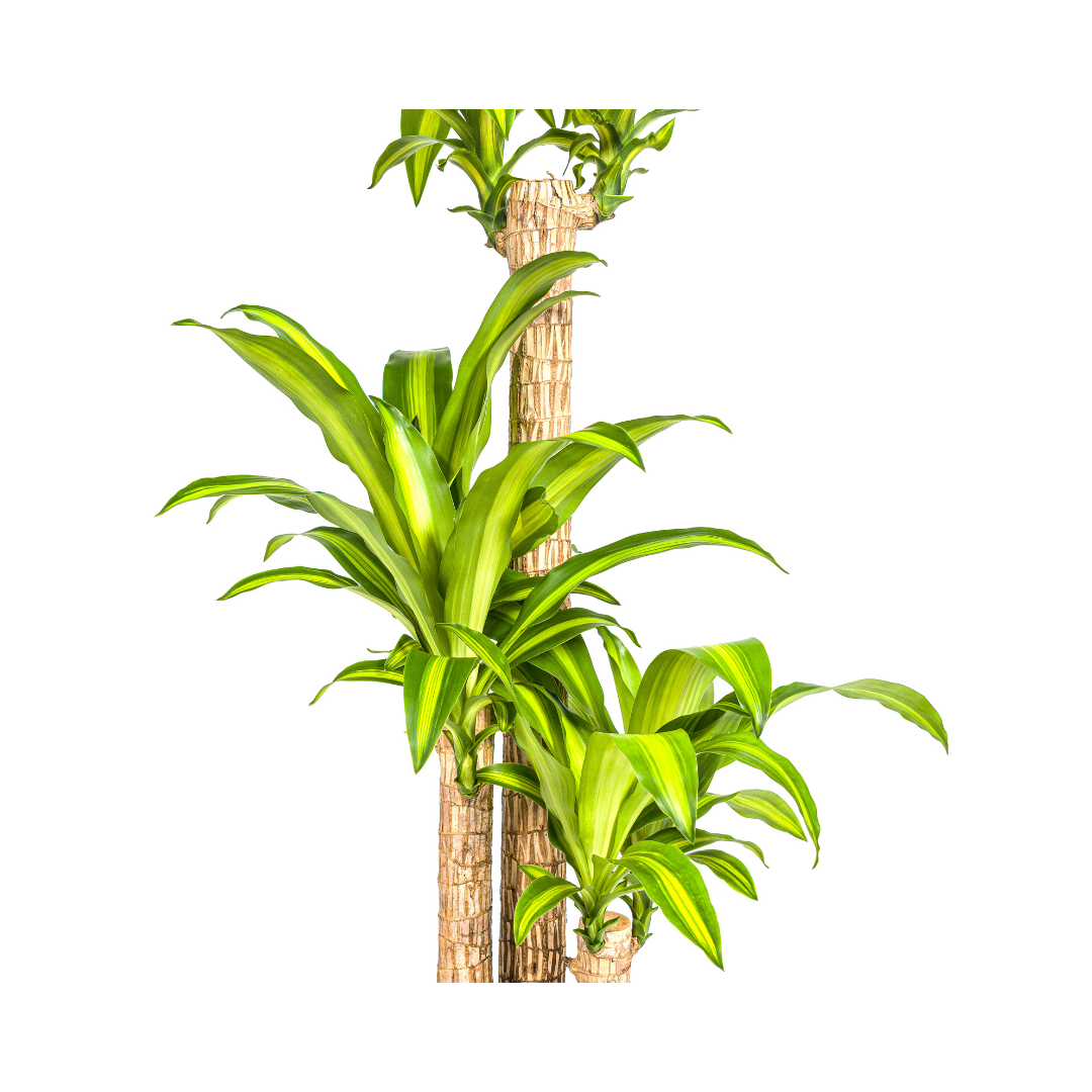 Dracaena Fragrans Massangeana, groene bladeren