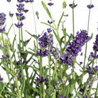 8x Lavandula Angustifolia, detail van het blad