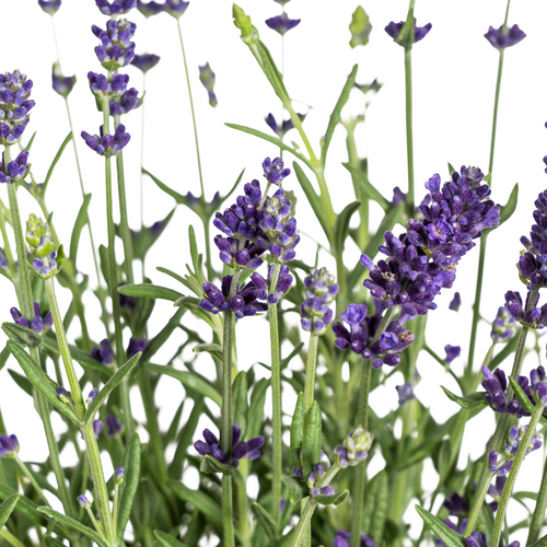 8x Lavandula Angustifolia, detail van het blad