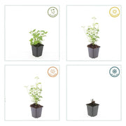 6x Agastache &