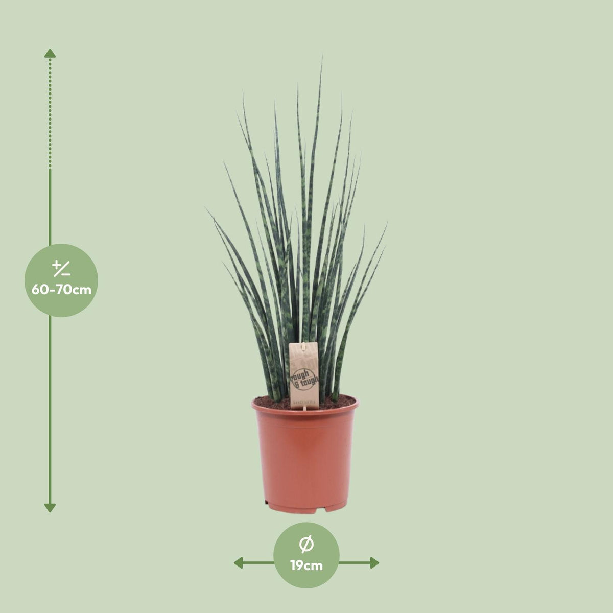Sansevieria Fernwood Mikado, detail van het blad