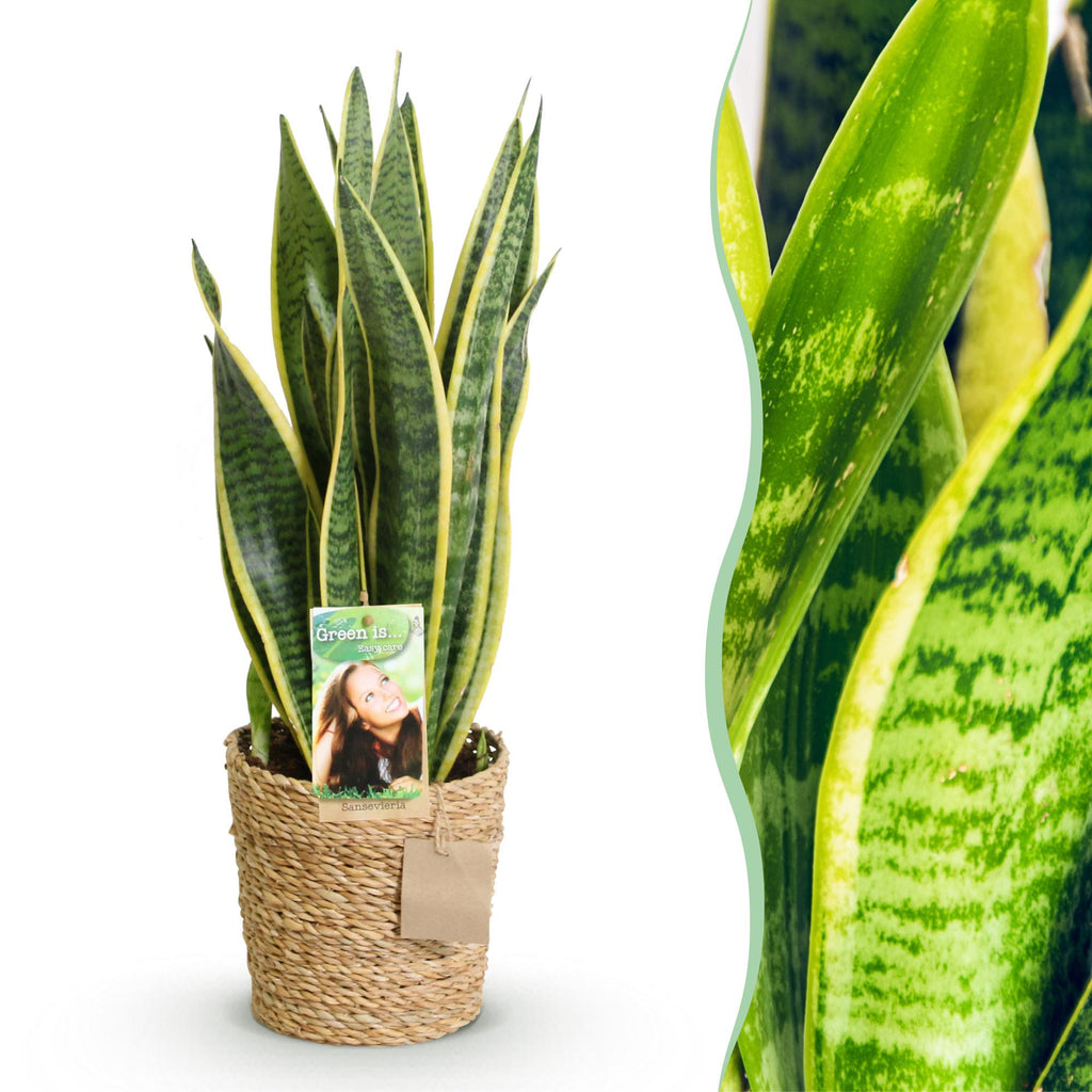 Sansevieria Laurentii met mand, detail van het blad