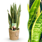 Sansevieria Laurentii met mand, detail van het blad
