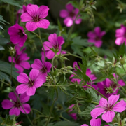 Geranium sang. &