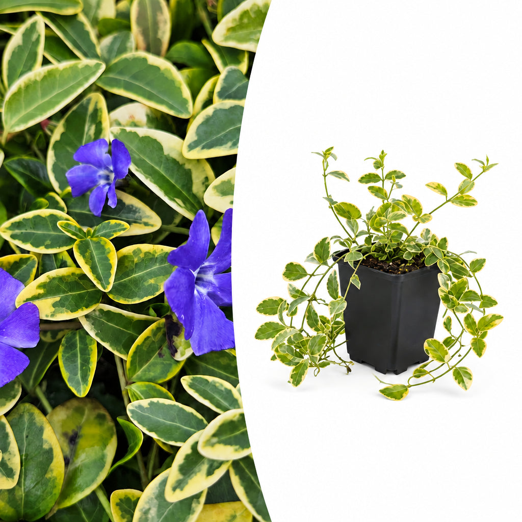 Productafbeelding van Pureplant