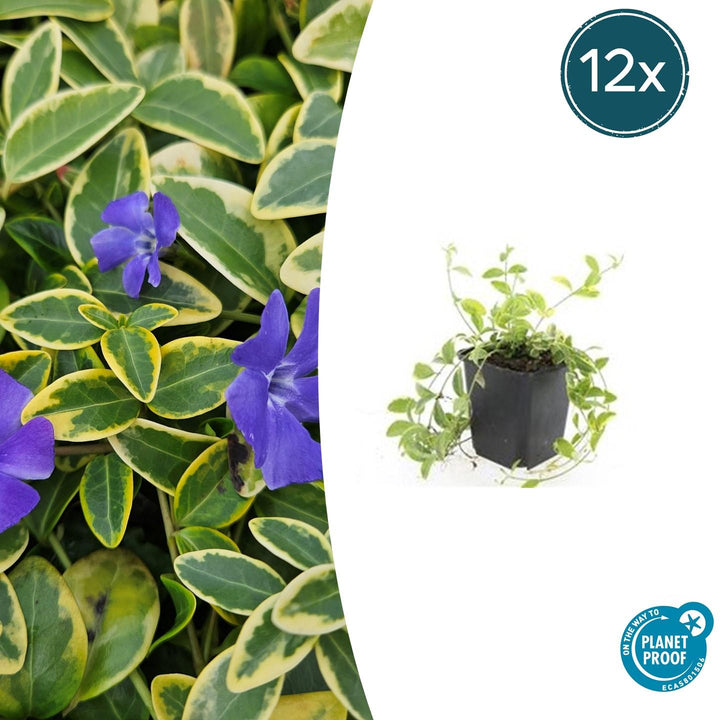 Vinca minor &