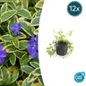12x Vinca minor 'Aureovariegata'