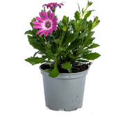 8x Osteospermum Ecklonis Mix