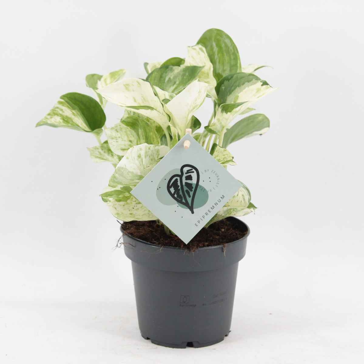 Epipremnum 'Manjula' - Manjula-scindapsus, plant in pot