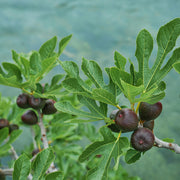 Ficus carica Brown Turkey