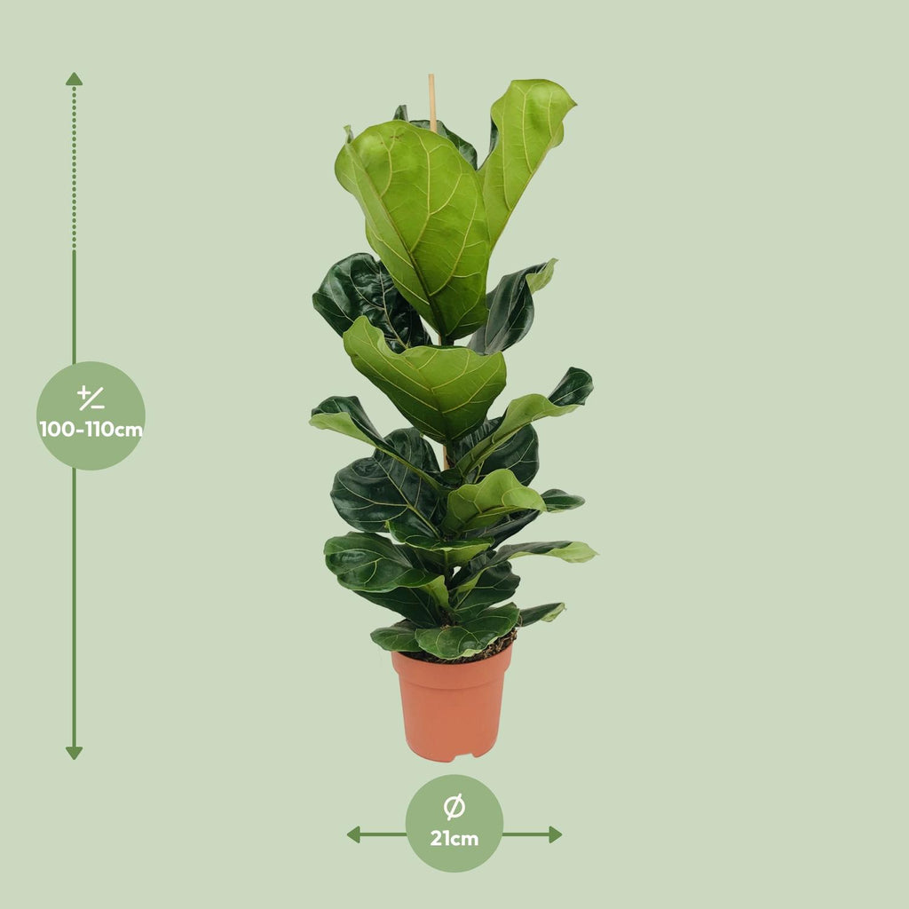 Detailfoto van Ficus lyrata, vioolbladplant met groot blad, 100 cm hoog