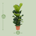 Detailfoto van Ficus lyrata, vioolbladplant met groot blad, 100 cm hoog