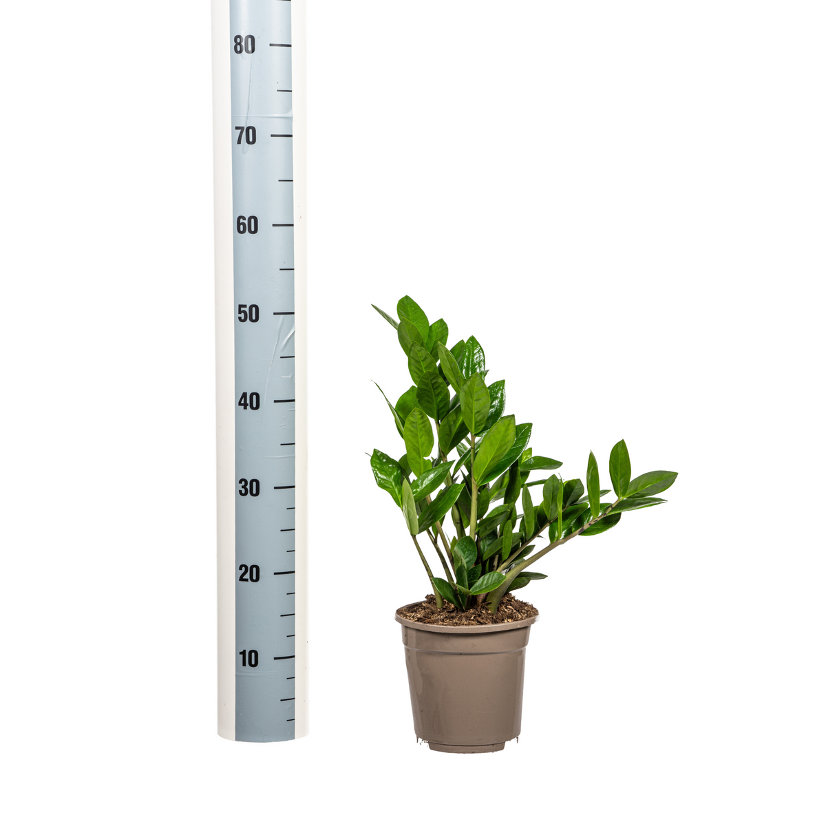 Zamioculcas Zamiifolia, detail van het blad