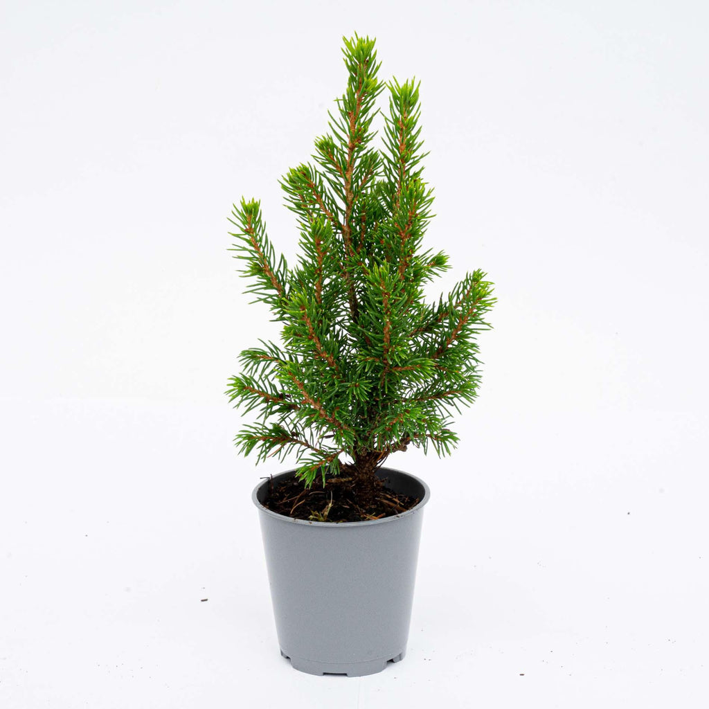 Productfoto van 3x Mini-kerstboom - Picea Glauca Perfecta