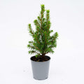 Productfoto van 3x Mini-kerstboom - Picea Glauca Perfecta