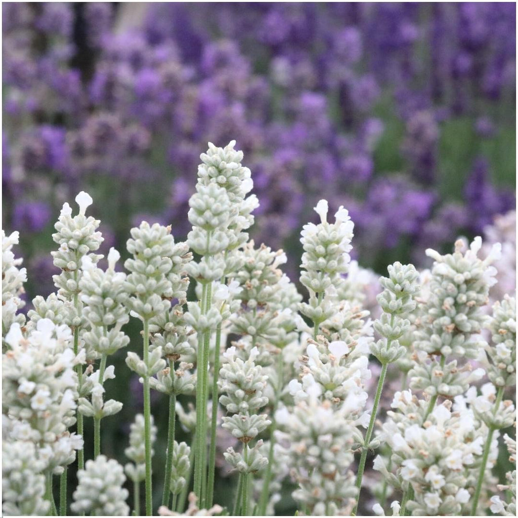 Lavendel angustifolia white, kenmerkend blad
