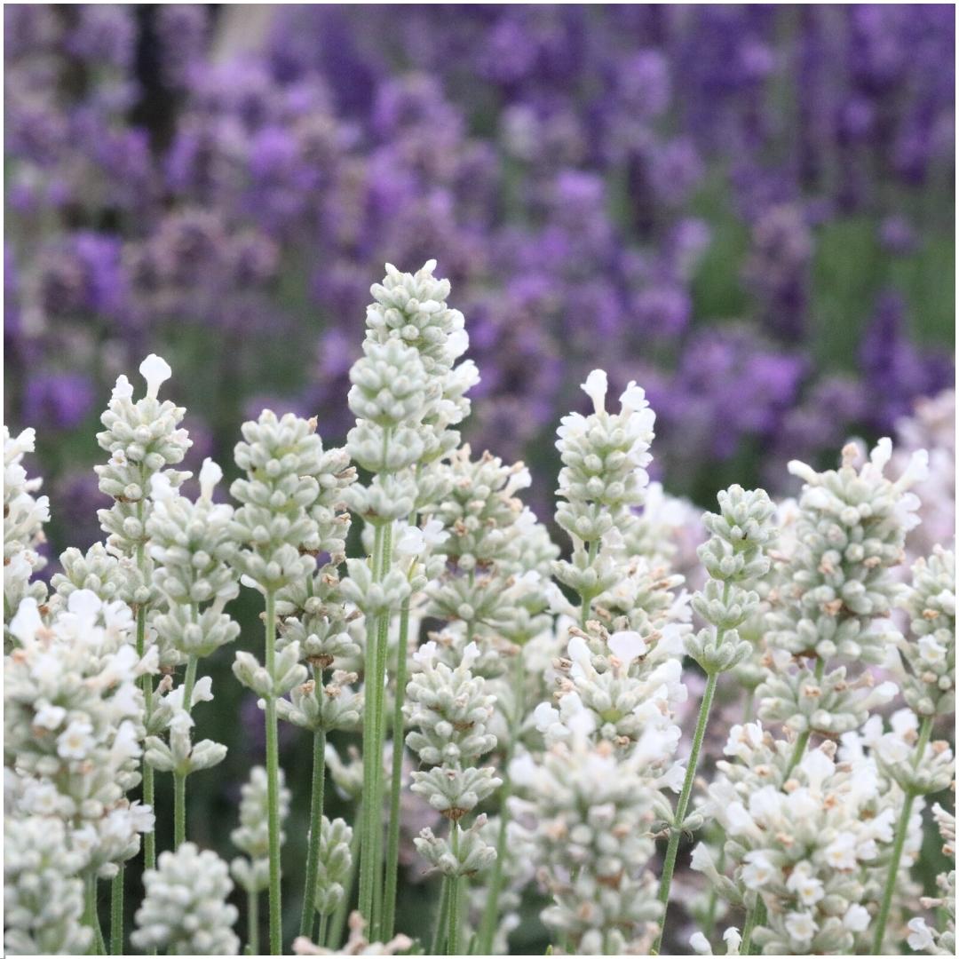 Lavendel angustifolia white, kenmerkend blad
