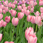 Tulpenbollen Apricot Delight, roze abrikoos tulp, 20 stuks, detail van het blad