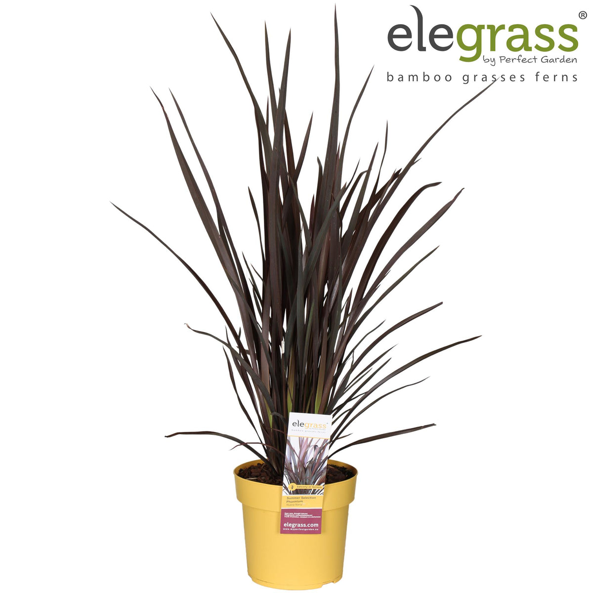 Phormium Rubra Nana, plant in pot