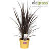 Phormium Rubra Nana
